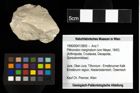 Foto (Objekt + Etiketten) von Pithonoton marginatum (von Meyer, 1842) 